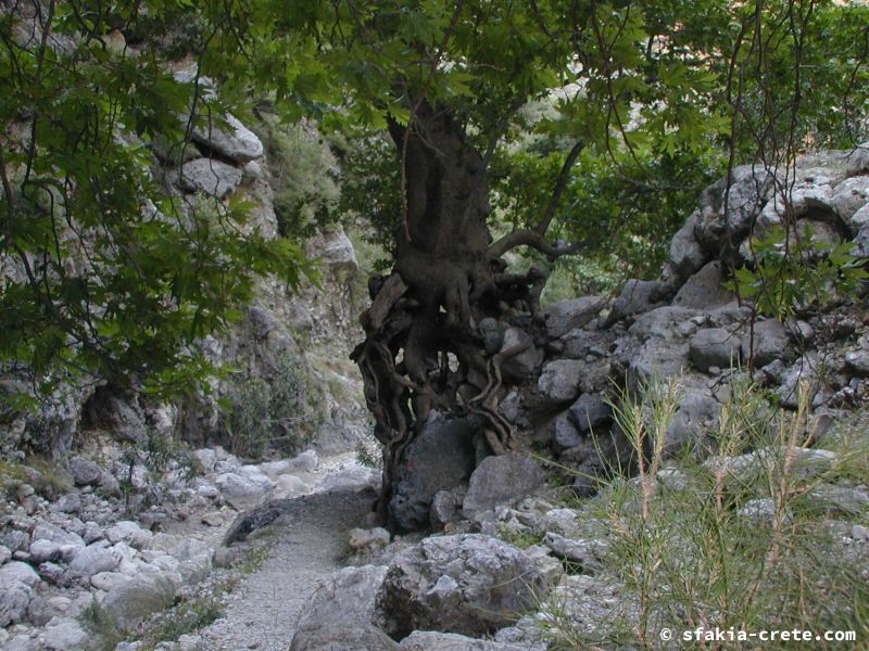 Photo report of a stay in and around Sfakia and Crete, May 2008